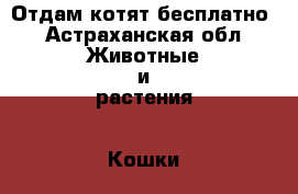 Отдам котят бесплатно - Астраханская обл. Животные и растения » Кошки   